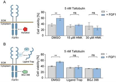 Overcoming drug resistance of cancer cells by targeting the FGF1/FGFR1 axis with honokiol or FGF ligand trap